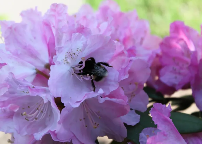 Siegel Апартаменты